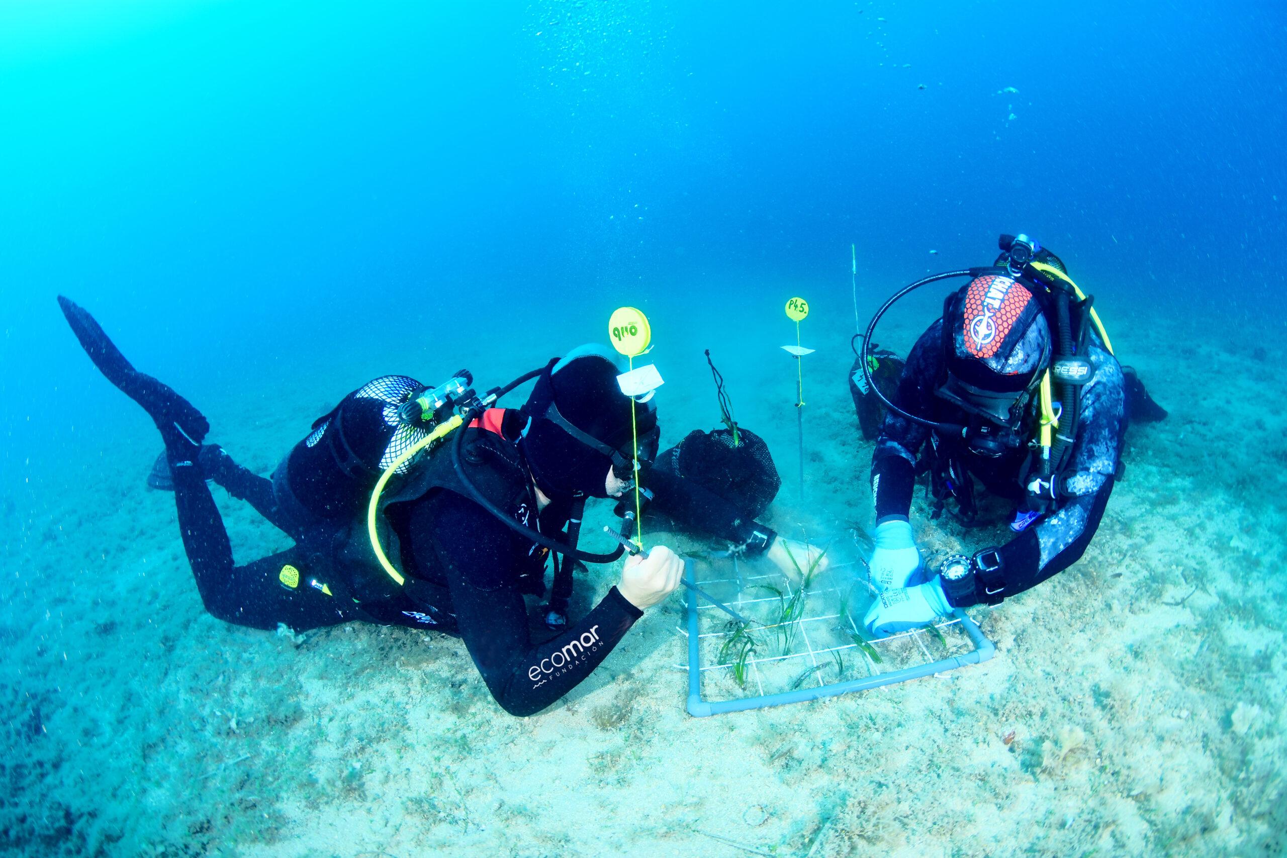 La posidonia da vida al Mediterráneo